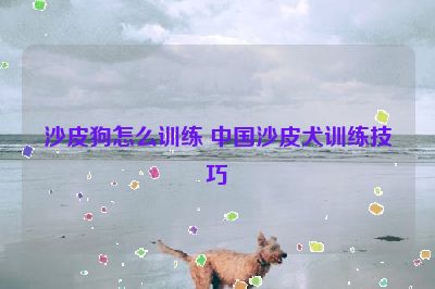 沙皮狗怎么训练 中国沙皮犬训练技巧